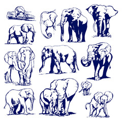 Elephant graphic drawing blue pen. Set of