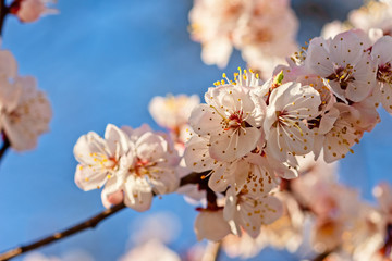 Japanese apricot flowers. Prunus mume tree in full bloom. Sunlit flowers of white color in the light of setting sun in early spring evening