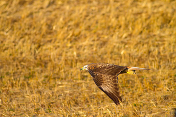 Obraz premium Flying buzzard. Yellow nature background. Bird: Long legged Buzzard. Buteo rufinus. 