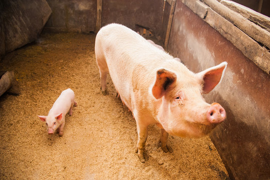 Domestic pigs on a farm