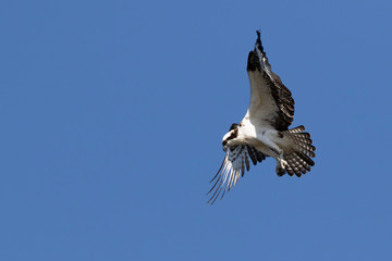 Osprey in a Marsh in Florida