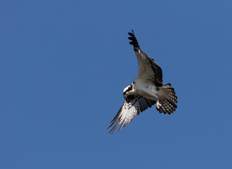 Osprey in a Marsh in Florida