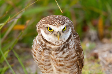Adult Burrowing owl Athene cunicularia perched outside its burrow