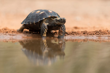 Desert Tortoise in Southern Texas