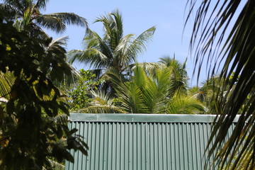 North island seychelles beach Indian Ocean palms