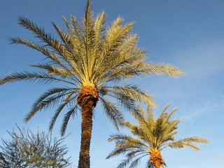 Obraz na płótnie Canvas View of palm trees at sunset