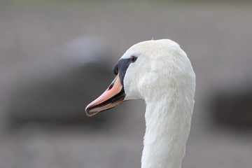 Fototapeta premium Höckerschwan