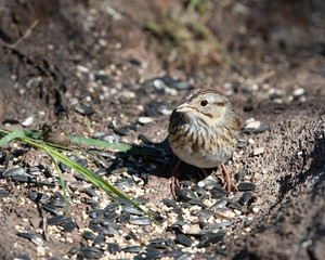 Lincoln's Sparrow