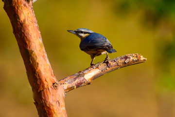 Cute little bird. Nature background. Bird: Eurasian Nuthatch. Sitta europaea.