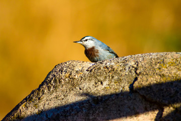 Cute little birds. Nature background. Krüper`s Nuthatch / Sitta krueperi.