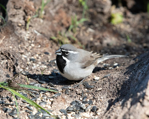 Black-throated Sparrow