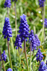 blue grape hyacinth in garden
