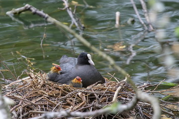 Blässhuhn mit Junges