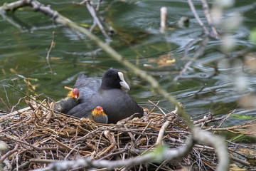 Blässhuhn mit Junges