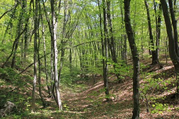 Spring forest in the natural Park 