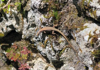 Lizard Podarcis muralis in the forest