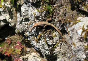 Lizard Podarcis muralis in the forest