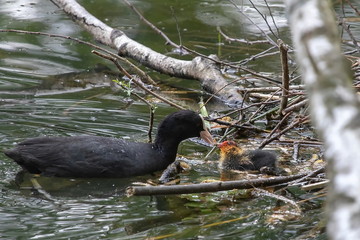 Blässhuhn mit Junges