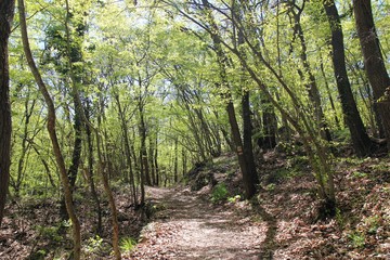 Obraz premium Spring forest in the natural Park 