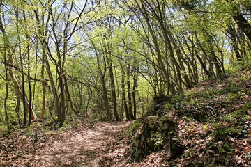 Fototapeta premium Spring forest in the natural Park 