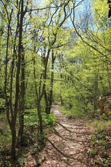 Fototapeta na wymiar Spring forest in the natural Park 