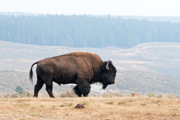 American bison, bison bison, Yellowstone national park, USA © prochym