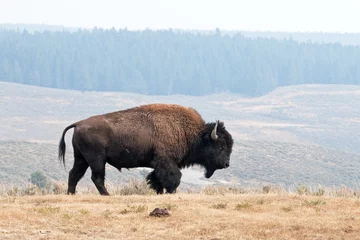 Zelfklevend Fotobehang Amerikaanse bizon, bizonbizon, het nationale park van Yellowstone, de V.S © prochym