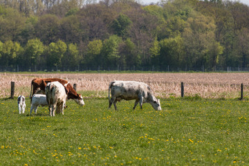 Fototapeta premium Kühe grasen auf der Weide im Frühjahr
