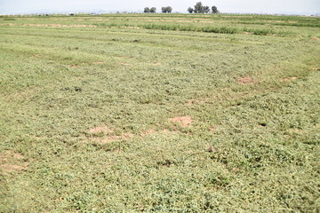Arizona mowed fresh alfalfa field ready for baling