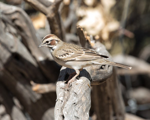 Lark Sparrow
