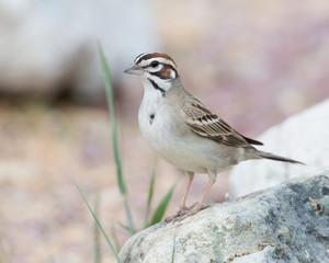 Lark Sparrow on a rock