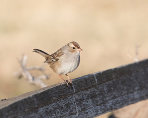 Field Sparrow