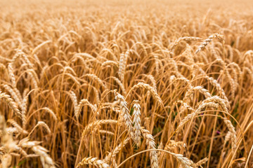 Ears of wheat on the field