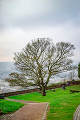 A single tree at green lawn with lots of leaves and visible stems