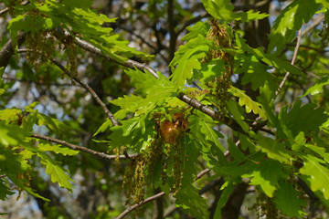 young spring fresh oak apple