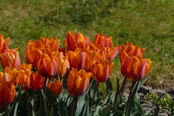 hot orange tulips in garden