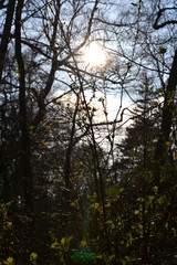 Spring forest of Curonian spit