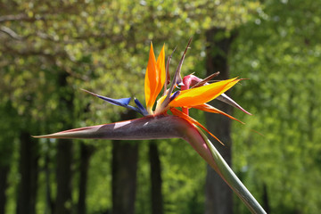 Colorful flower Bird of paradise - Strelitzia Reginae