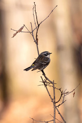 North American bird  Y ellow-rumped warbler (Setophaga coronata) perched on the branch tree