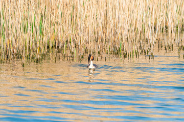 Great Crested Grebe (Podiceps cristatus) on a lake - selective focus
