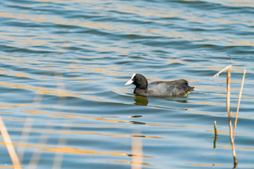 Coot (Fulica) swimming on a lake