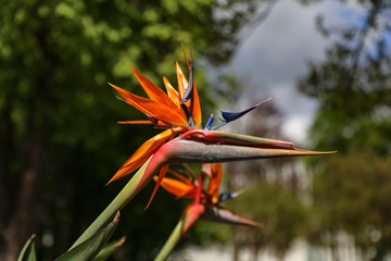 Fototapeta na wymiar Colorful flower Bird of paradise - Strelitzia Reginae