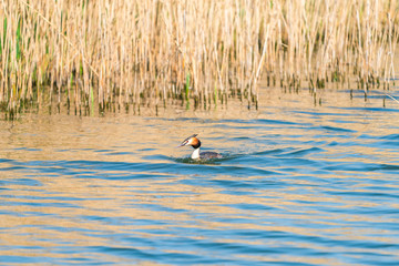 Great Crested Grebe (Podiceps cristatus) on a lake - selective focus