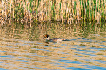 Great Crested Grebe (Podiceps cristatus) on a lake - selective focus