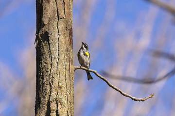 North American bird  Y ellow-rumped warbler (Setophaga coronata) perched on the branch tree
