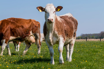 Kühe grasen auf der Weide im Frühjahr