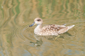 Marbled duck (Marmaronetta angustirostris) swimming on the lake - closeup with selective focus