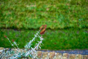 The two stems of a green plant on the lush background in meadows
