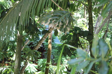 North island seychelles beach Indian Ocean palms