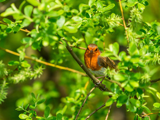 Robin (Erithacus rubecula) perched on a branch